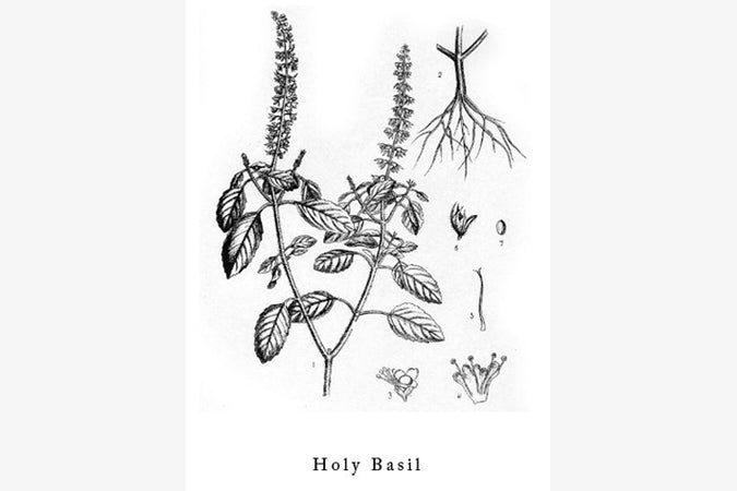TULSI – HOLY BASIL
