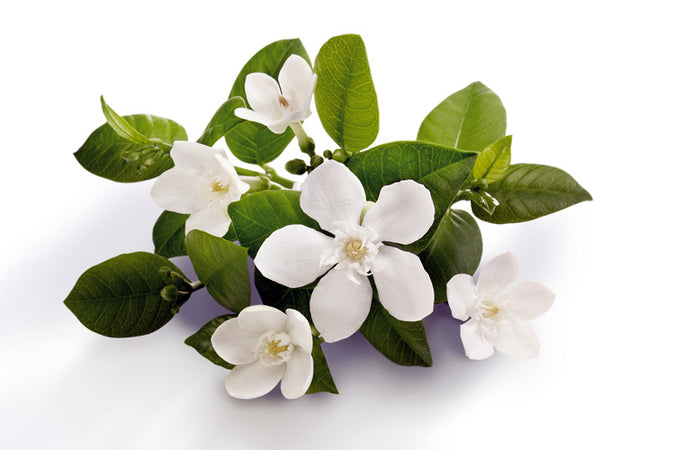 SOME THOUGHTS ON NEROLI
